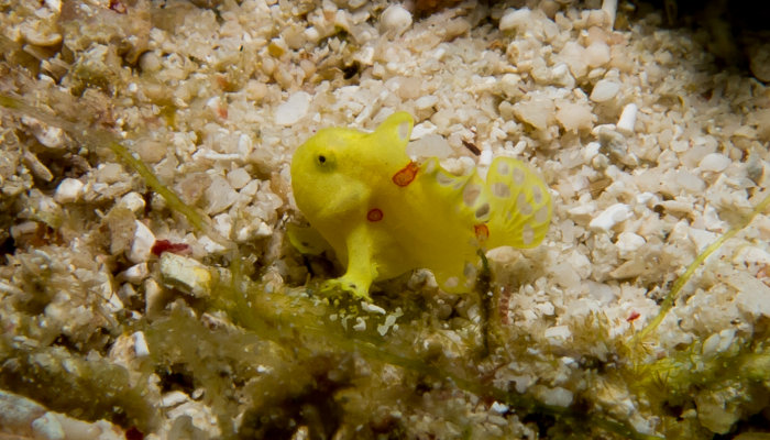 Baby Yellow Frogfish - 10mm